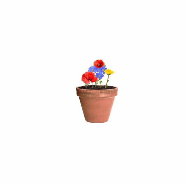 Biyok - kapsułka z nasionami kwiatów [AP722147]