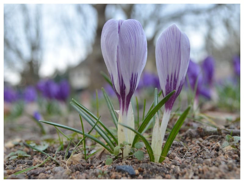 Gadżety reklamowe Brodnica