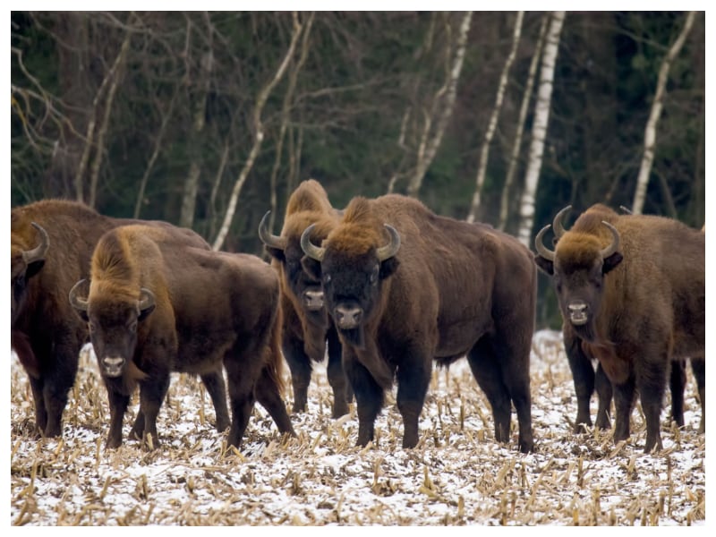 Gadżety reklamowe Hajnówka