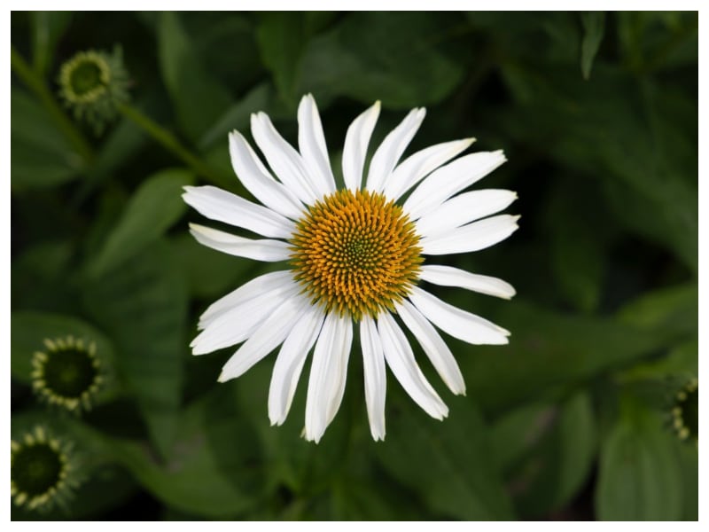 Gadżety reklamowe Skarżysko-Kamienna